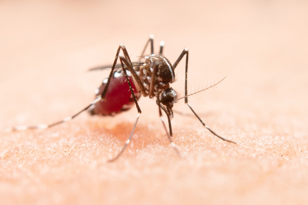 Come allontanare le zanzare senza danneggiare l'ambiente