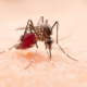 Previeni le zanzare in modo sano ed efficace